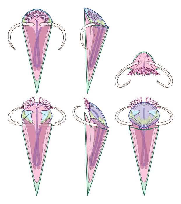 Haplophrentis anatomy