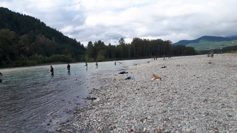 Hundreds of spawning salmon killed in Squamish river; BC Hydro admits responsibility