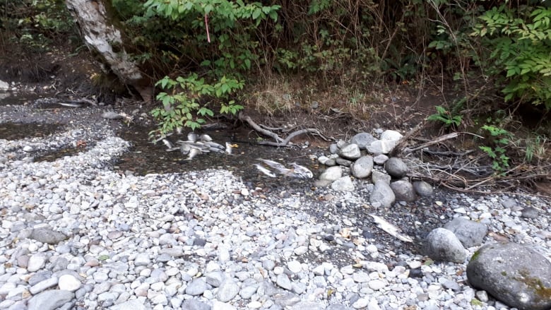 Hundreds of spawning salmon killed in Squamish river; BC Hydro admits responsibility